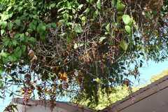 Thunbergia mysorensis